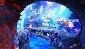 داخل حوض أسماك عالم البحار SEA LIFE ماليزيا مع خزان عرض كبير.